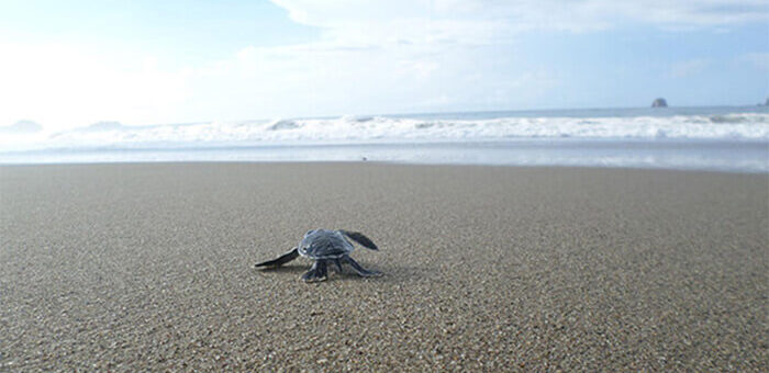 Sukamade Turtle Beach Banyuwangi East Java